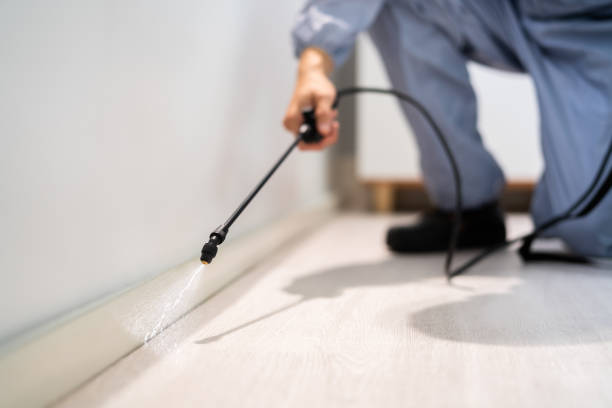 Licensed Ant Control service in Edinburg, VA - Nex Pest Control